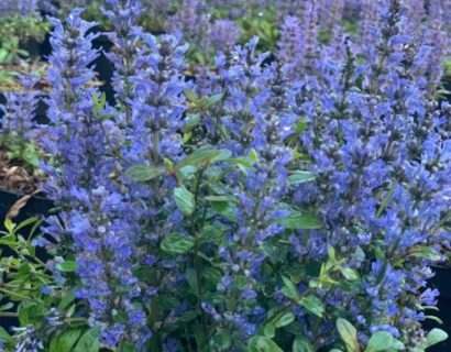 Ajuga reptans ‘Catlin’s Giant’ - zenegroen