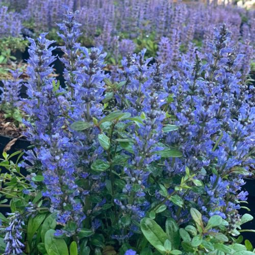 Ajuga reptans ‘Catlin’s Giant’ - zenegroen