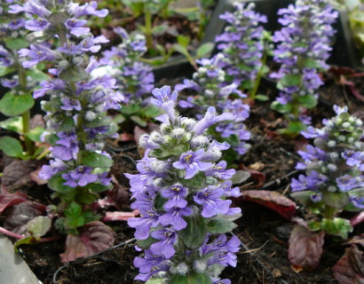 Ajuga reptans ‘Catlin’s Giant’ - zenegroen