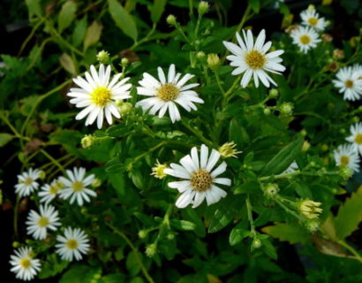 Aster ageratoides ‘Ashvi’ - herfstaster