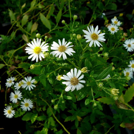 Aster ageratoides ‘Ashvi’ - herfstaster