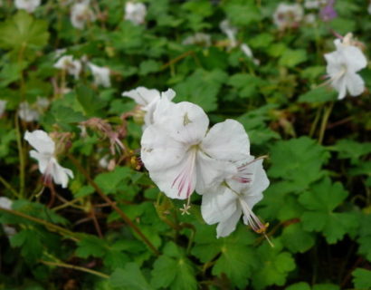 Geranium cantabrigiense ‘St-Ola’