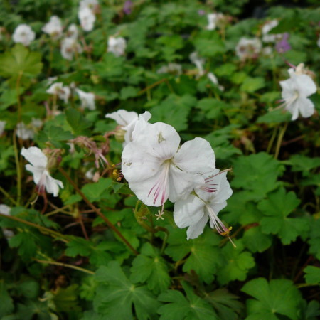 Geranium cantabrigiense ‘St-Ola’ - ooievaarsbek