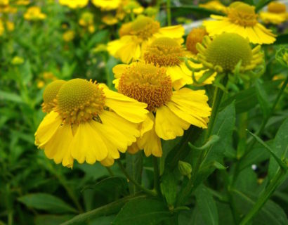 Helenium ‘Kanaria’ - zonnekruid