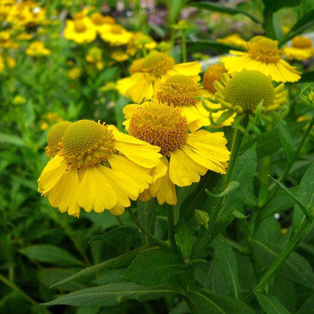 Helenium ‘Kanaria’ - zonnekruid