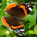 Alles over de vlindertuin. Met welke planten lok ik vlinders naar mijn tuin?