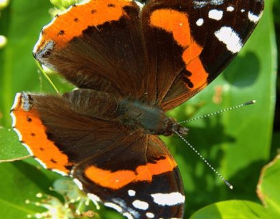 Alles over de vlindertuin. Met welke planten lok ik vlinders naar mijn tuin?