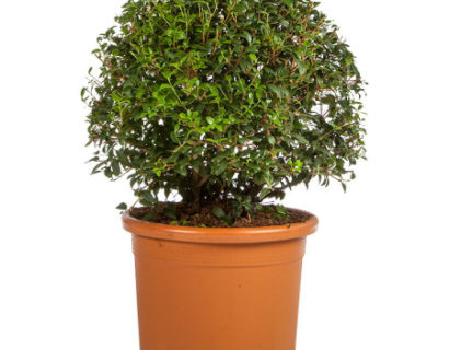 Osmanthus burkwoodii bol 60 cm