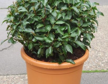 Prunus lusitanica ‘Angustifolia’ bol 60 cm - Portugese laurier