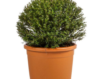 Taxus baccata bol 40 cm - venijnboom
