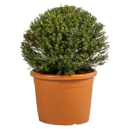 Taxus baccata bol 40 cm