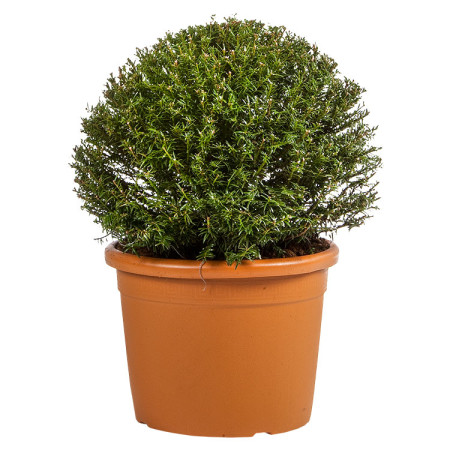 Taxus baccata bol 45 cm