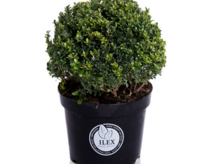 Ilex crenata ‘Dark Green’ bolvorm