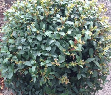Osmanthus burkwoodii bolvorm - Schijnhulst
