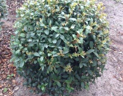 Osmanthus burkwoodii bolvorm - Schijnhulst