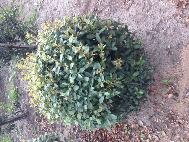 Osmanthus burkwoodii bolvorm - Schijnhulst