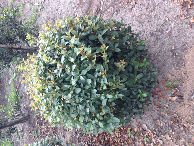 Osmanthus burkwoodii bolvorm - Schijnhulst