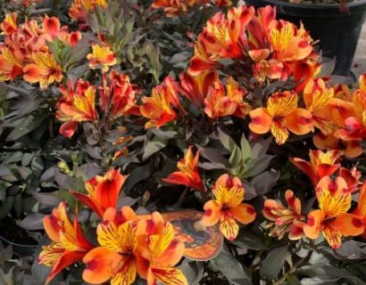 Alstroemeria ‘Indian Summer’ pot 7.5 liter - incalelie