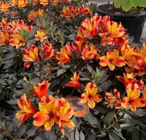 Alstroemeria ‘Indian Summer’ pot 7.5 liter