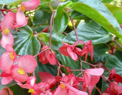 Begonia ‘Dragon Wing’ - Reuzenbegonia