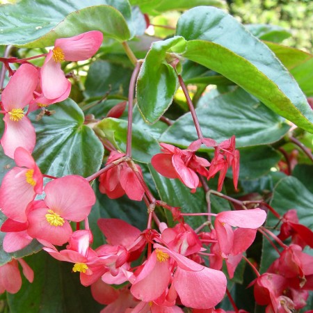 Begonia ‘Dragon Wing’ - Reuzenbegonia