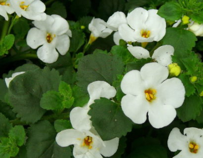 Bacopa - Bacopa