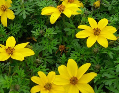 Bidens - Bidens