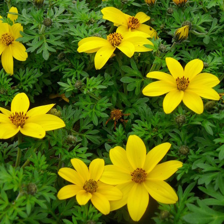 Bidens - Bidens