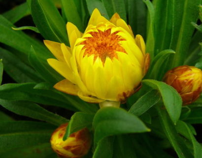 Bracteantha - Strobloem