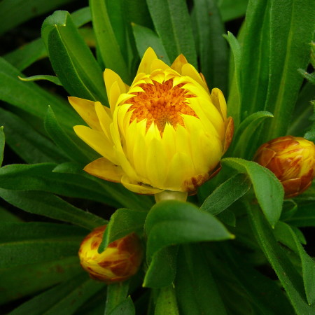 Bracteantha - Strobloem