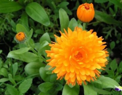 Calendula - Goudsbloem