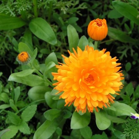 Calendula - Goudsbloem