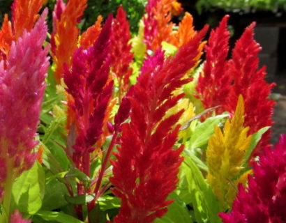 Celosia - Celosia