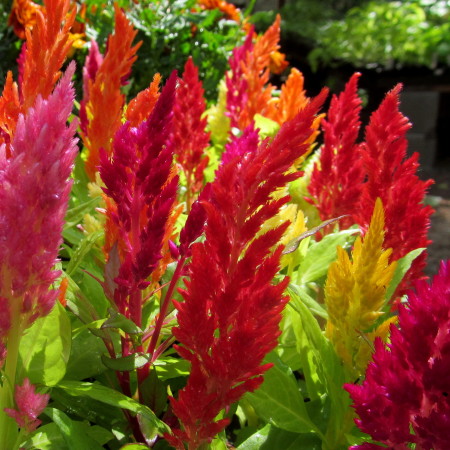 Celosia - Celosia