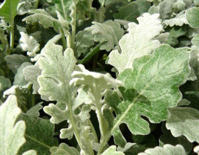 Senecio cineraria ‘Silverdust’ - zilverblad