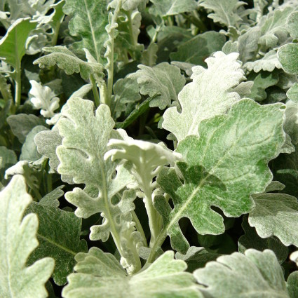 Senecio cineraria ‘Silverdust’ - zilverblad