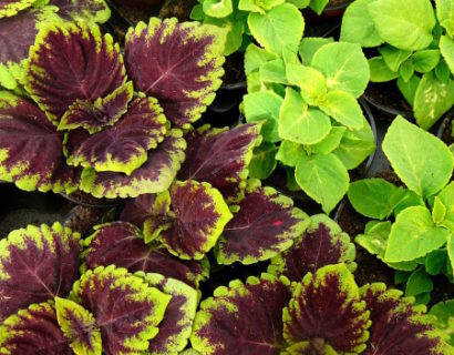 Coleus - Coleus