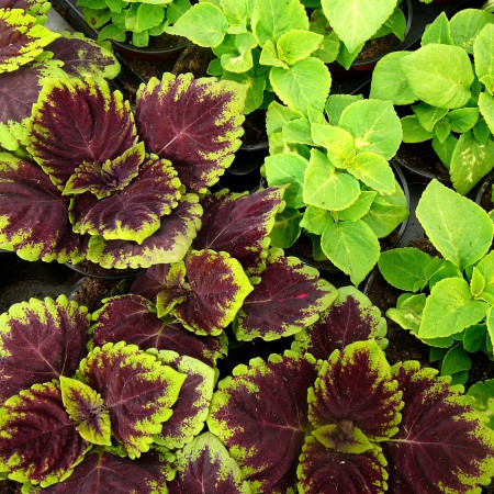 Coleus - Coleus