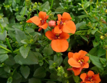 Diascia - Diascia