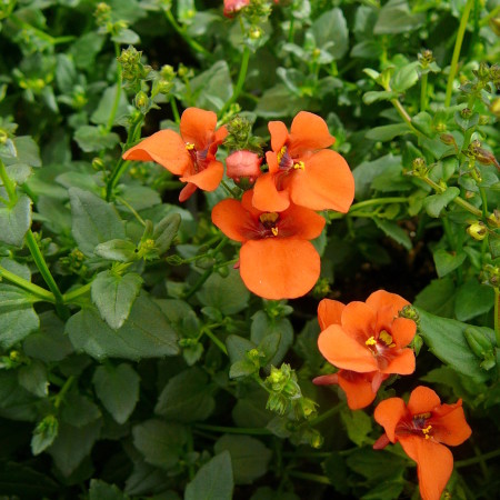 Diascia - Diascia