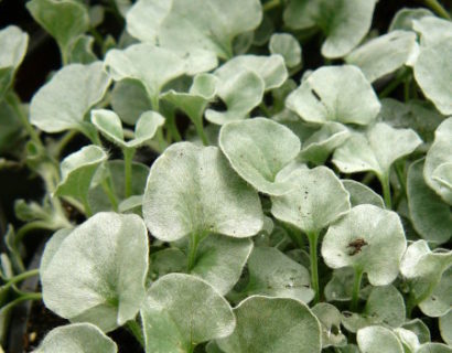 Dichondra ‘Silver Falls’ - Dichondra