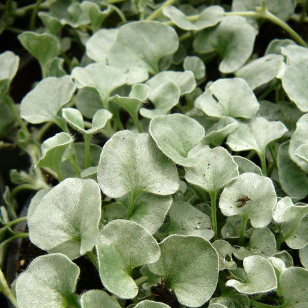 Dichondra ‘Silver Falls’ - Dichondra