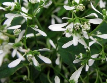 Euphorbia ‘Diamond Frost’ - Euphorbia