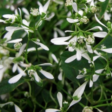 Euphorbia ‘Diamond Frost’ - Euphorbia