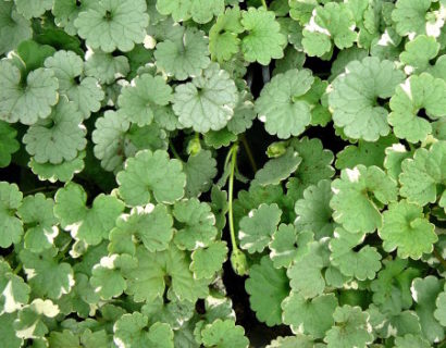 Glechoma of Nepeta - Glechoma of Nepeta