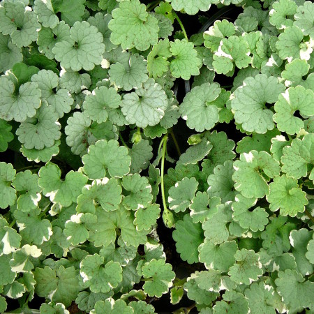 Glechoma of Nepeta - Glechoma of Nepeta