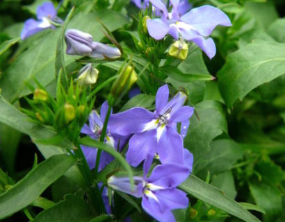 Lobelia hangend