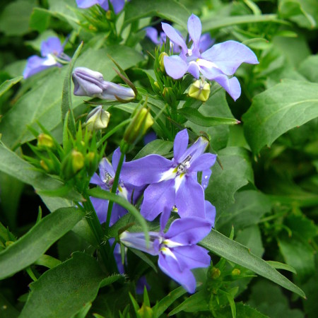 Lobelia hangend - Lobelia