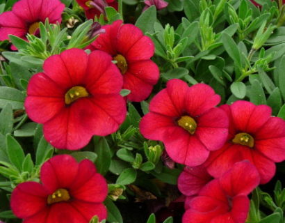 Million Bells of Calibrachoa - Million Bells of mini-Surfinia