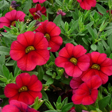 Million Bells of Calibrachoa - Million Bells of mini-Surfinia